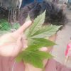 aung.kyaw.thet2006