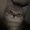 fucycugu