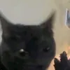 dabloon_fbi91