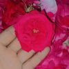 raisab4233