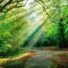 forettherapie