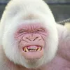 mungogooch