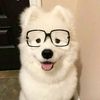 leglessdog_yt