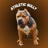 athleticbullykennels