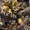10000_wasps