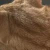 catmama_2