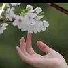 mbhlam1