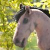 equestrian.with..me