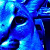 nekkins.ru