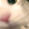 smilingpywickpet