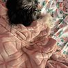 pitufo2_4568