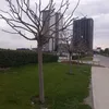 rashimrad