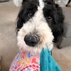 dewey_the_teddy