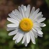 rose.rose.fleura