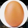 egg22929292