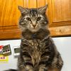 kittysydney