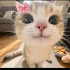 hiiloww6