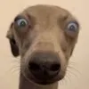 _ha127