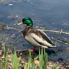 duckpicker1511