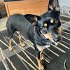 shady_sadie.thekelpie