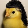 pollito_512