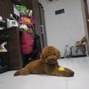 gerrardpoodlesmart