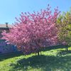 klever_854