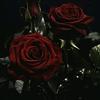 i_love.roses1