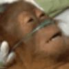 dyingmonkey