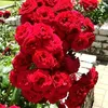 yenyen73684