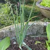 mygardeninthecountryside