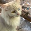nicelovecat._