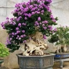 hieubonsai_1