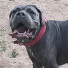 millacanecorso1