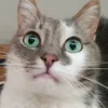 roxyrf