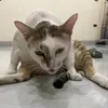 shelawj