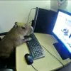 capivara_de_pc