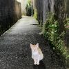 catatankaki31