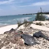 lephivu239