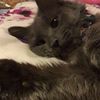 gibmemonmons