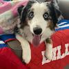 archer_the_miniaussie