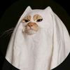 nsaif_02