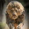 ماصيطا21