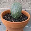 redgreenthumb