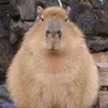 capivara._.capivara