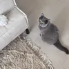 dardalilaa