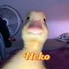 neko_120fps