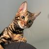 shany_bengal