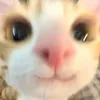 nttvs_