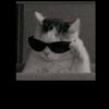 ucing148